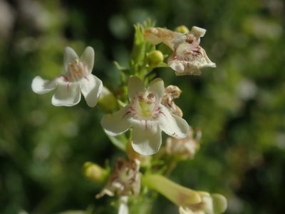 Penstemon deustus, photographed by Nolan Exe