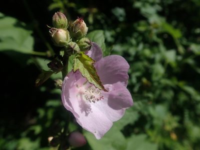 Iliamna rivularis, photographed by Nolan Exe