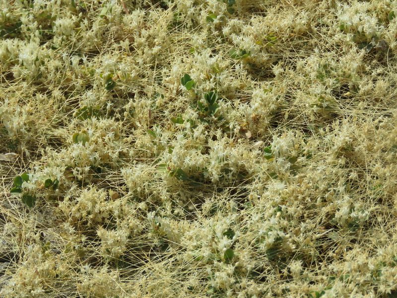 Cuscuta leptantha, photographed by Alexis López Hernández