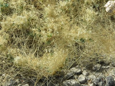 Cuscuta leptantha, photographed by Alexis López Hernández