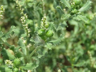 Stillingia treculiana, photographed by Alexis López Hernández
