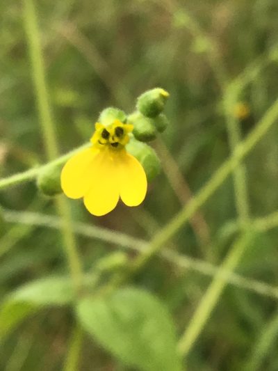 Milleria quinqueflora, photographed by Erick Vélez Sánchez