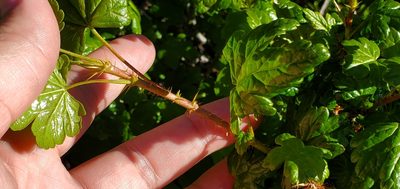 Ribes oxyacanthoides, photographed by Sarah Vermaak