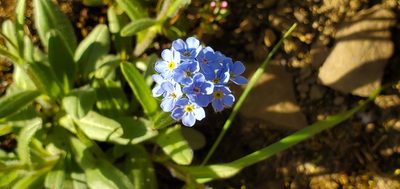 Myosotis asiatica, photographed by Sarah Vermaak