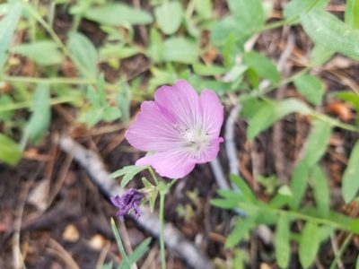 Sidalcea glaucescens, photographed by Jonathan Curley