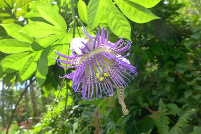 Passiflora serratodigitata, photographed by cgmayers