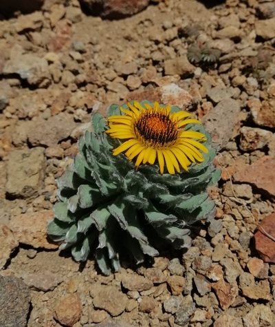 Chaetanthera villosa, photographed by Nicolás Lavandero