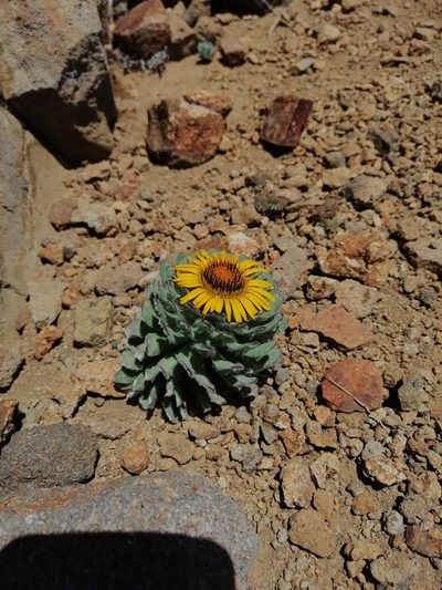 Chaetanthera villosa, photographed by Nicolás Lavandero