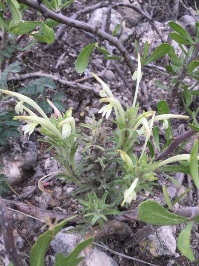 Castilleja mexicana, photographed by Erick Vélez Sánchez