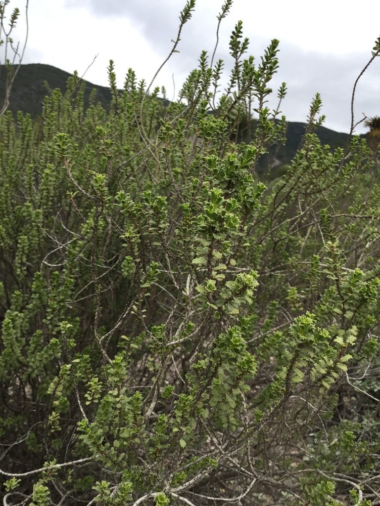 Orthosphenia mexicana, photographed by Erick Vélez Sánchez