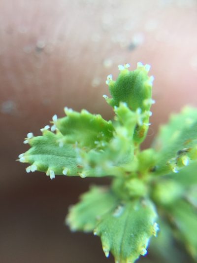 Orthosphenia mexicana, photographed by Erick Vélez Sánchez