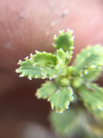 Orthosphenia mexicana, photographed by Erick Vélez Sánchez