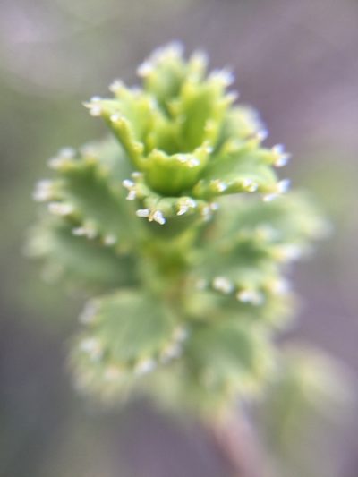 Orthosphenia mexicana, photographed by Erick Vélez Sánchez
