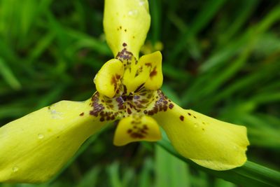 Trimezia steyermarkii, photographed by cgmayers