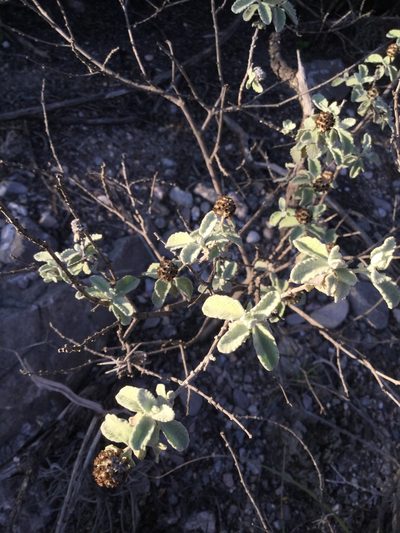 Buddleja marrubiifolia, photographed by Erick Vélez Sánchez