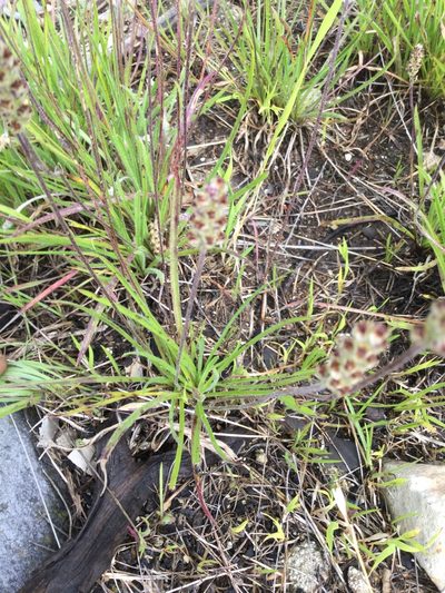 Plantago nivea, photographed by Erick Vélez Sánchez