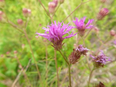 Vernonia angustifolia, photographed by cwarneke