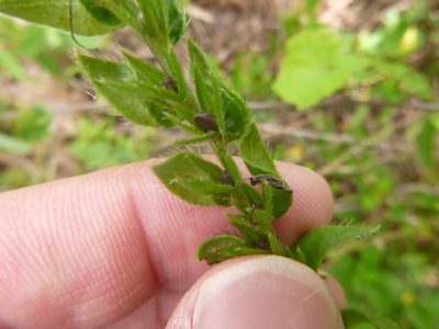 Lithospermum virginianum, photographed by cwarneke