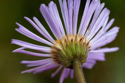 Erigeron formosissimus, photographed by Cecelia Alexander