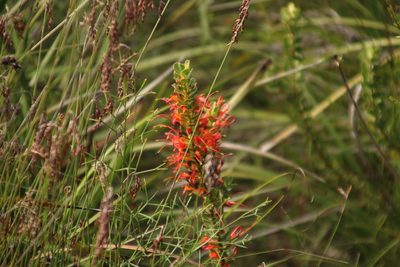 Adenanthos obovatus, photographed by Em Lamond