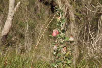 Banksia coccinea, photographed by Em Lamond