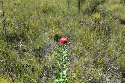 Banksia coccinea, photographed by Em Lamond