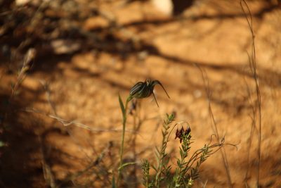 Pterostylis recurva, photographed by Em Lamond
