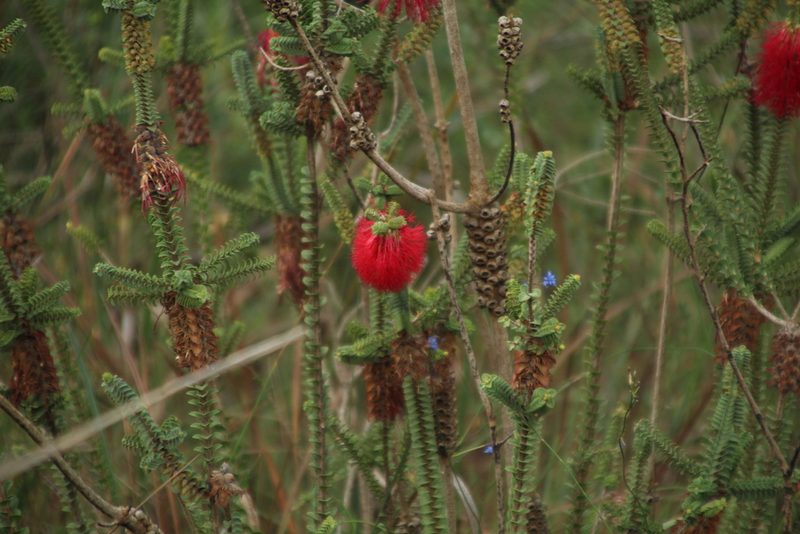 Melaleuca transversa, photographed by Em Lamond