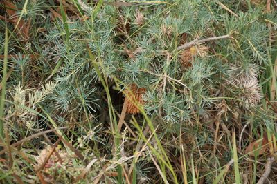 Banksia nutans, photographed by Em Lamond