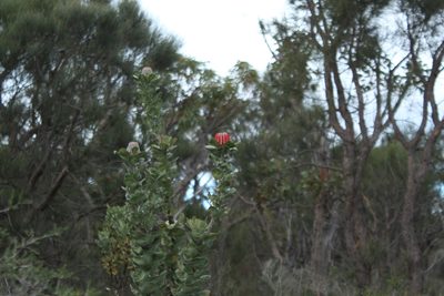 Banksia coccinea, photographed by Em Lamond
