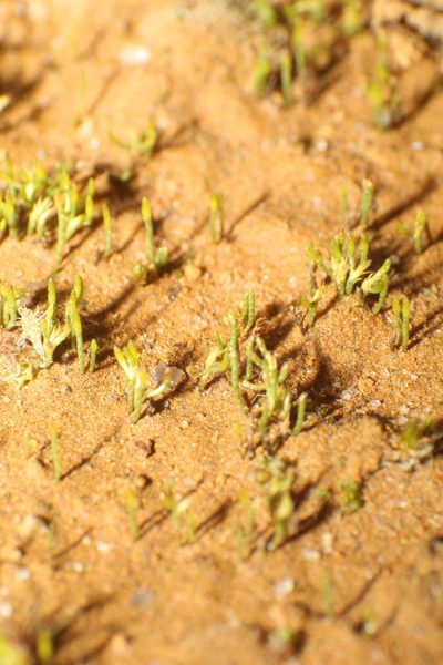 Eccremidium pulchellum, photographed by Em Lamond