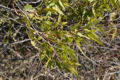 Searsia leptodictya, photographed by Hildegard Klein