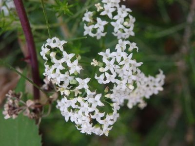 Trichogalium broterianum, photographed by Carminda Santos