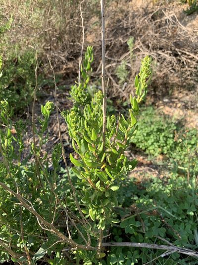 Tetragonia spicata, photographed by Dave Richardson