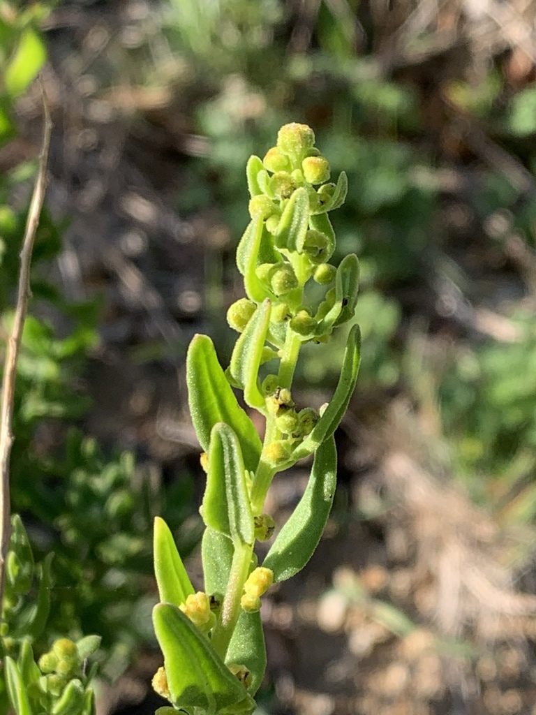 Tetragonia spicata, photographed by Dave Richardson