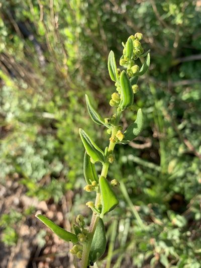 Tetragonia spicata, photographed by Dave Richardson