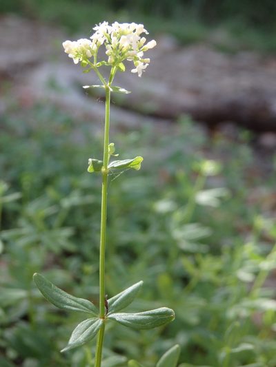 Trichogalium broterianum, photographed by Carminda Santos
