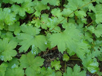 Boykinia aconitifolia, photographed by Evan M. Raskin