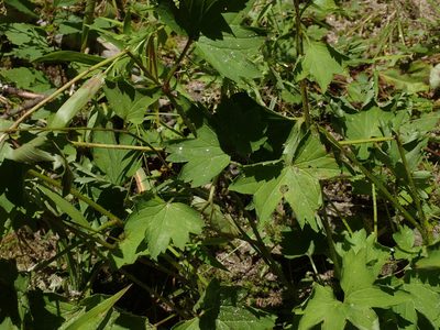 Boykinia aconitifolia, photographed by Evan M. Raskin