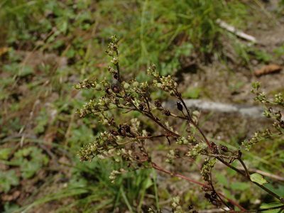 Boykinia aconitifolia, photographed by Evan M. Raskin