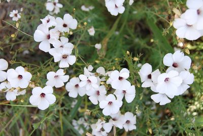 Linum suffruticosum, photographed by Nico Hernandez