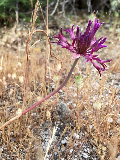 Allium abramsii, photographed by Hydrocycler (Elizabeth Dougherty)