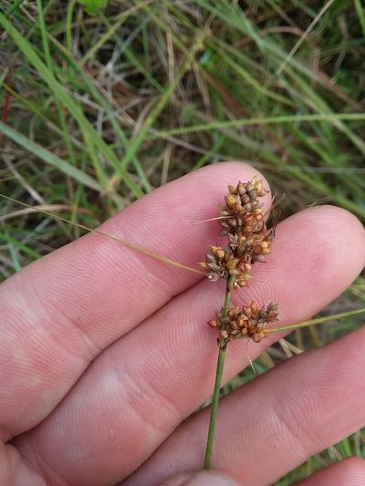 Rhynchospora plumosa, photographed by Will McFarland