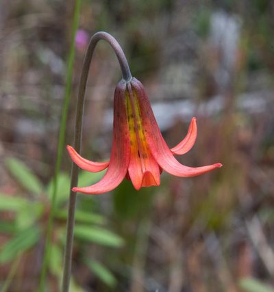 Lilium maritimum, photographed by Don Loarie