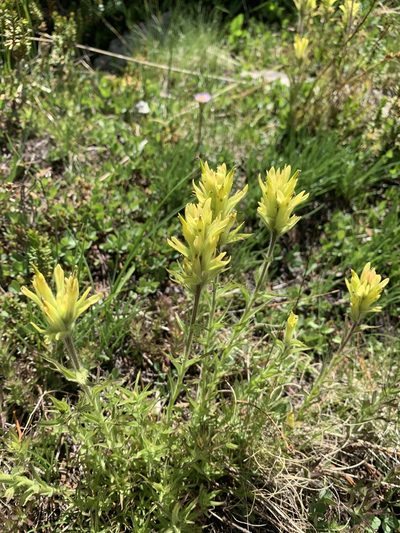 Castilleja peirsonii, photographed by Andrew Lie