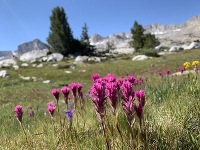 Castilleja lemmonii, photographed by Andrew Lie