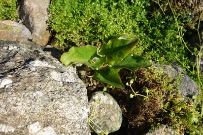 Arum pictum, photographed by Mattia Menchetti