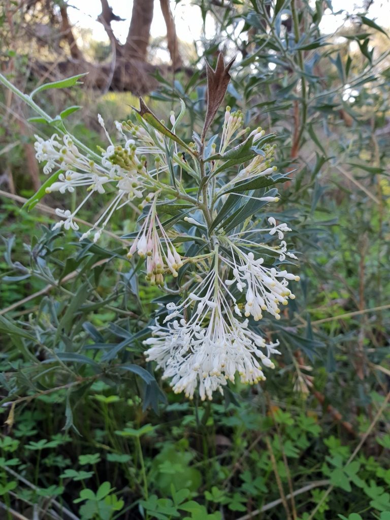 Grevillea vestita, photographed by Em Lamond