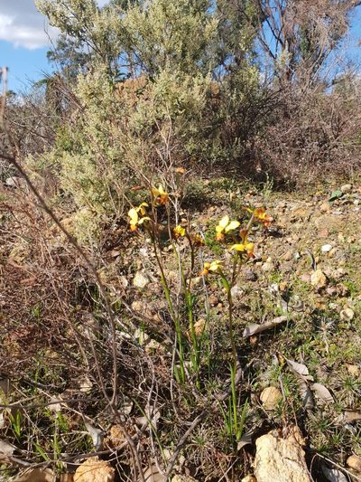 Diuris brumalis, photographed by Em Lamond