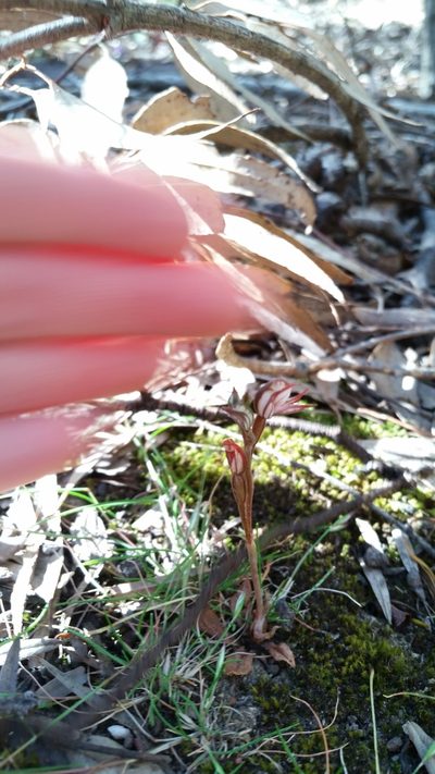 Pterostylis perculta, photographed by Em Lamond